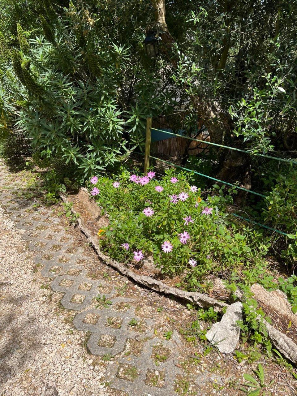Quinta Laranja - Turismo Rural - Alvorninha Exteriör bild